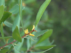 Persoonia stradbrokensis