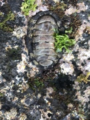 Acanthopleura