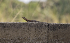 Tropidurus torquatus