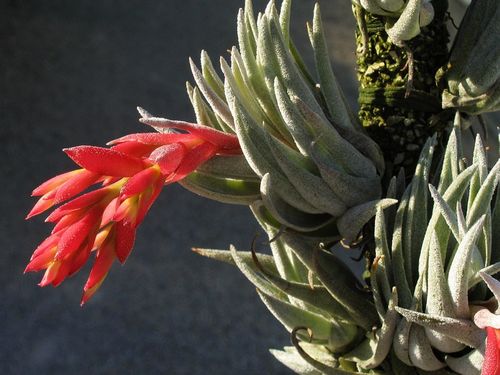 Tillandsia brachyphylla