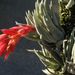 Tillandsia brachyphylla - Photo (c) Deutsch:, alguns direitos reservados (CC BY-SA)