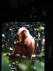 Presbytis rubicunda