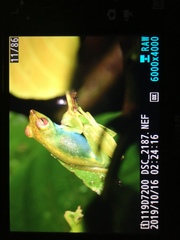 Zhangixalus dulitensis