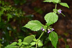 Ballota nigra