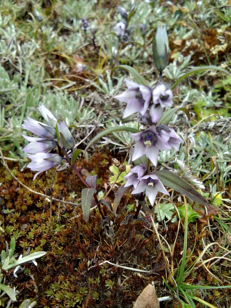 Swertia racemosa
