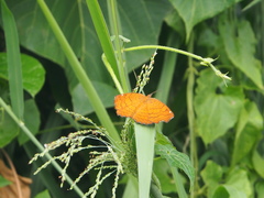 Ariadne ariadne alterna