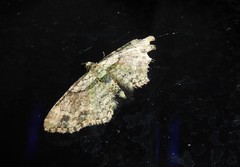 Chloroclystis sphragitis