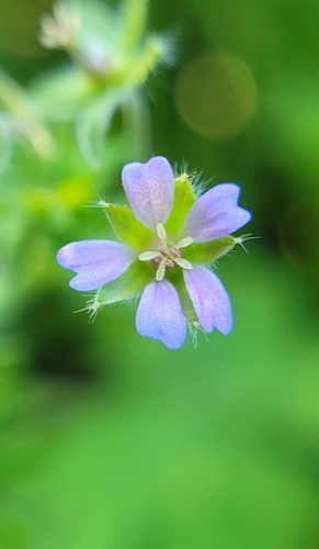Geranium pusillum iNat (3)