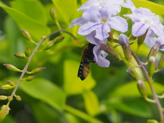 Megachile umbripennis