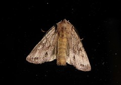Ichneutica averilla