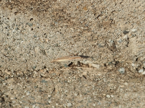 Wide-winged Dotted Grasshopper