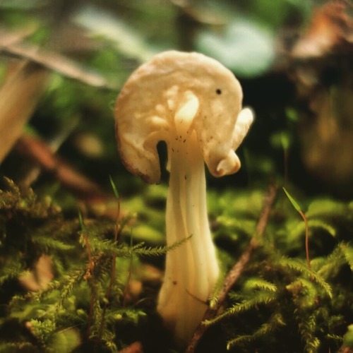 Garbanotoji alvytė nuotrauka