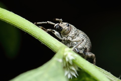 Episomus lacerta