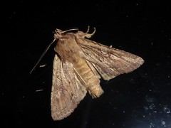 Ichneutica averilla