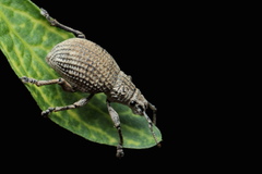 Episomus lacerta