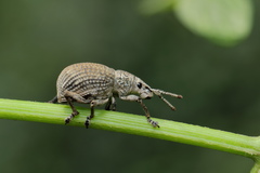 Episomus lacerta