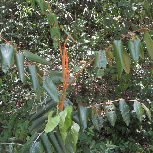 Decatropis bicolor, photograph 5