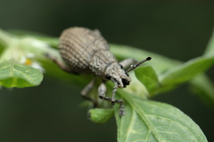 Episomus lacerta
