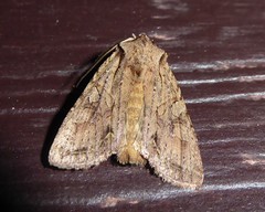 Ichneutica averilla
