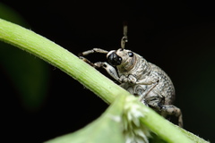 Episomus lacerta