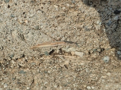 Brachycrotaphus tryxalicerus
