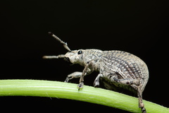 Episomus lacerta