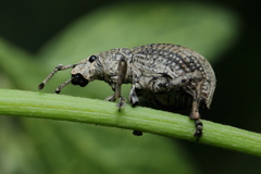 Episomus lacerta