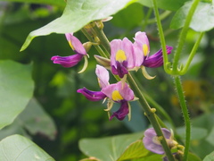Pueraria montana lobata