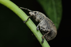 Episomus lacerta