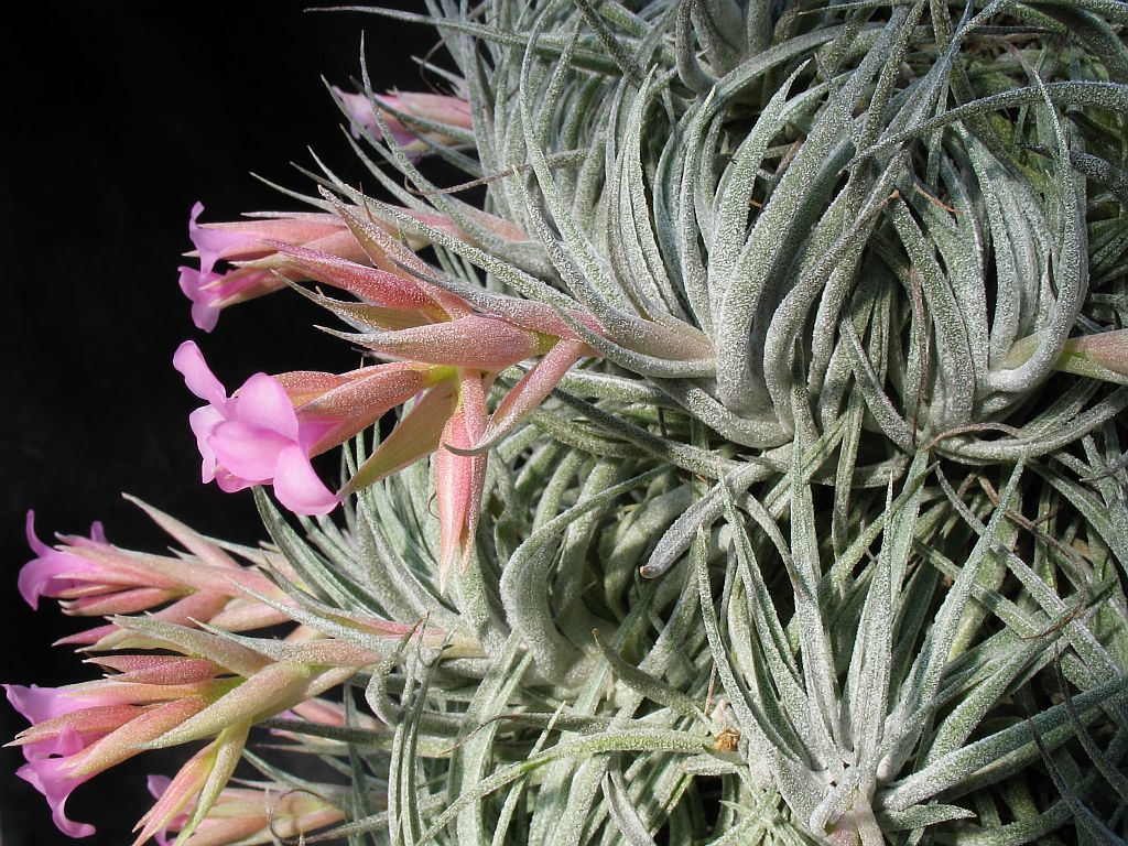 Tillandsia sucrei