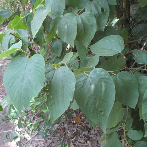 Colubrina greggii, photograph 3