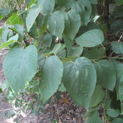 Colubrina greggii, photograph (c) Ricardo Jaimes-López, some rights reserved (CC BY)