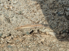 Brachycrotaphus tryxalicerus