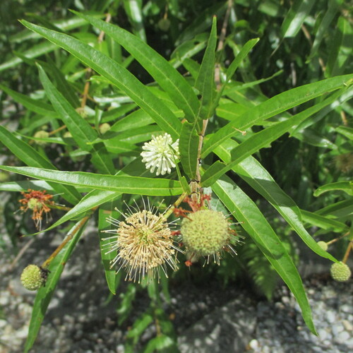 Mexican buttonbush (Cephalanthus salicifolius)