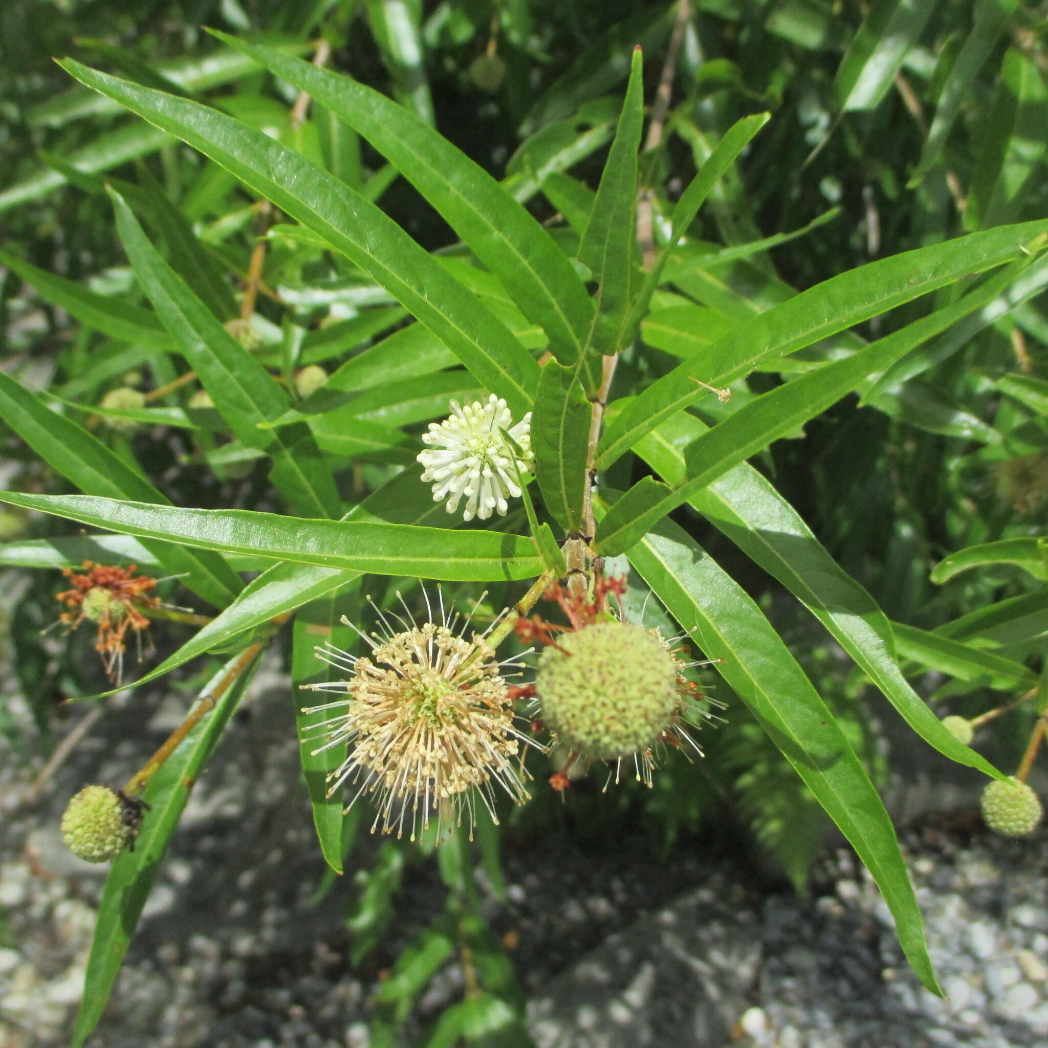 Mexican Buttonbush (Cephalanthus salicifolius)