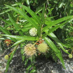 Cephalanthus salicifolius, photograph (c) Ricardo Jaimes-López, some rights reserved (CC BY)