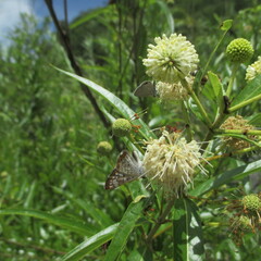 Cephalanthus salicifolius, photograph (c) Ricardo Jaimes-López, some rights reserved (CC BY)