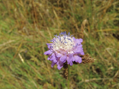 Cephalaria transsylvanica (Cephalaria transsylvanica)