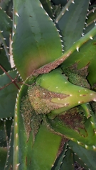 Aceria aloinis