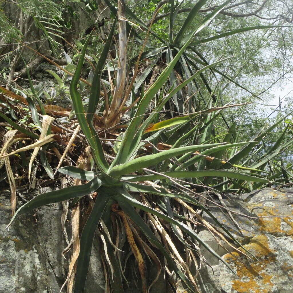 Agave difformis, Allende, N.L., México