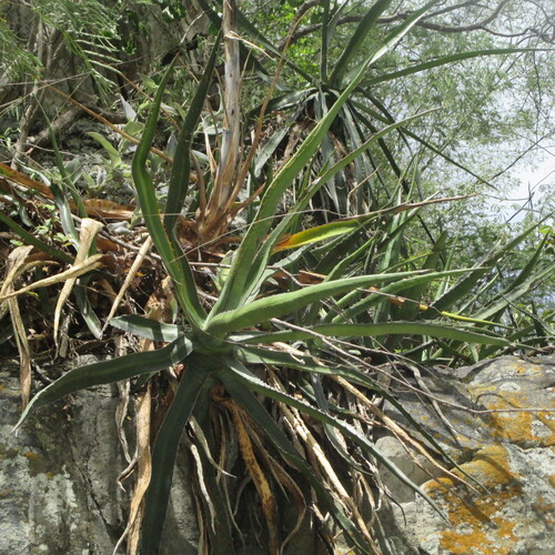 Agave difformis
