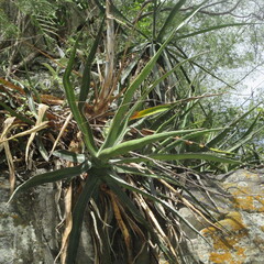 Agave difformis