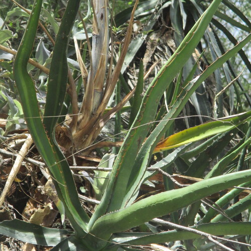 Agave difformis