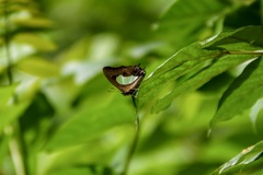 Polyura hebe