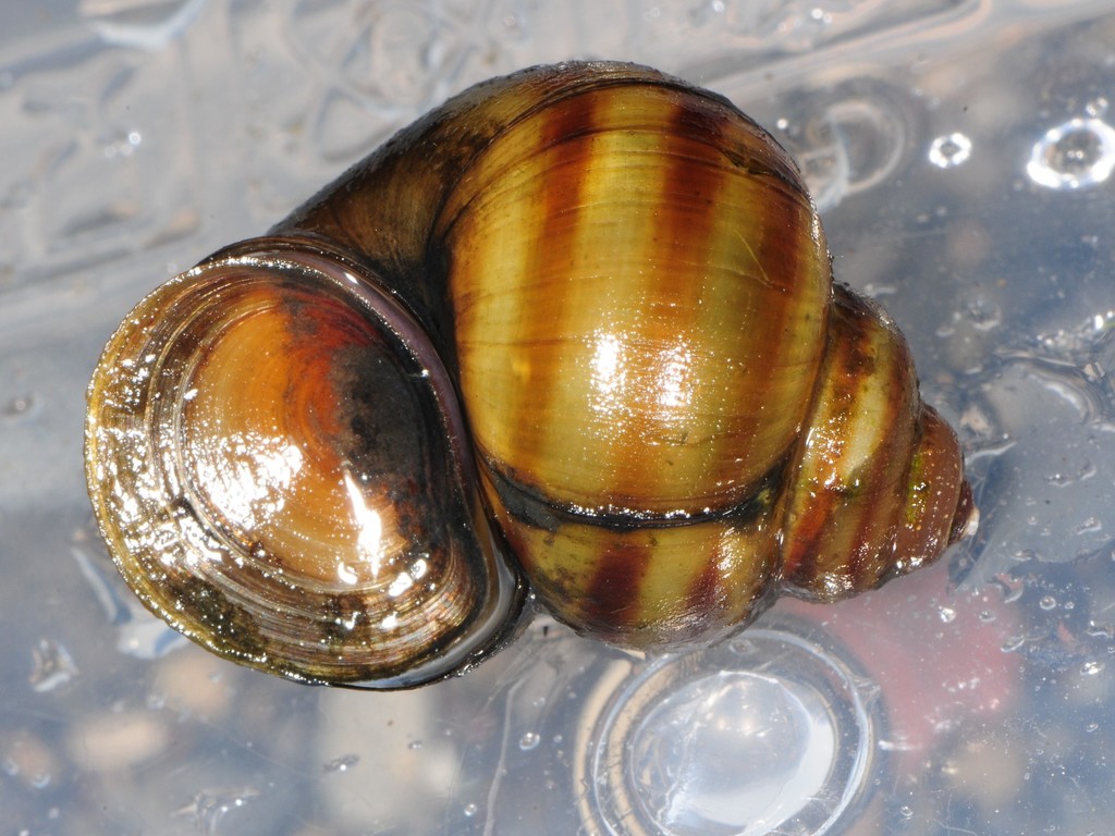 Banded Mysterysnail (Itasca State Park Biodiversity) · iNaturalist