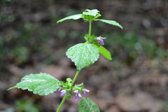 Ballota nigra