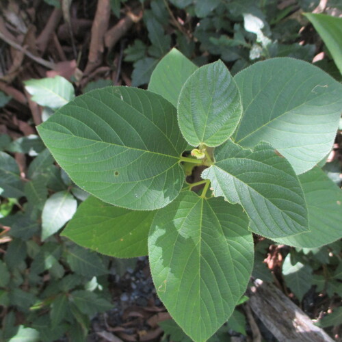 Colubrina greggii, photograph 2
