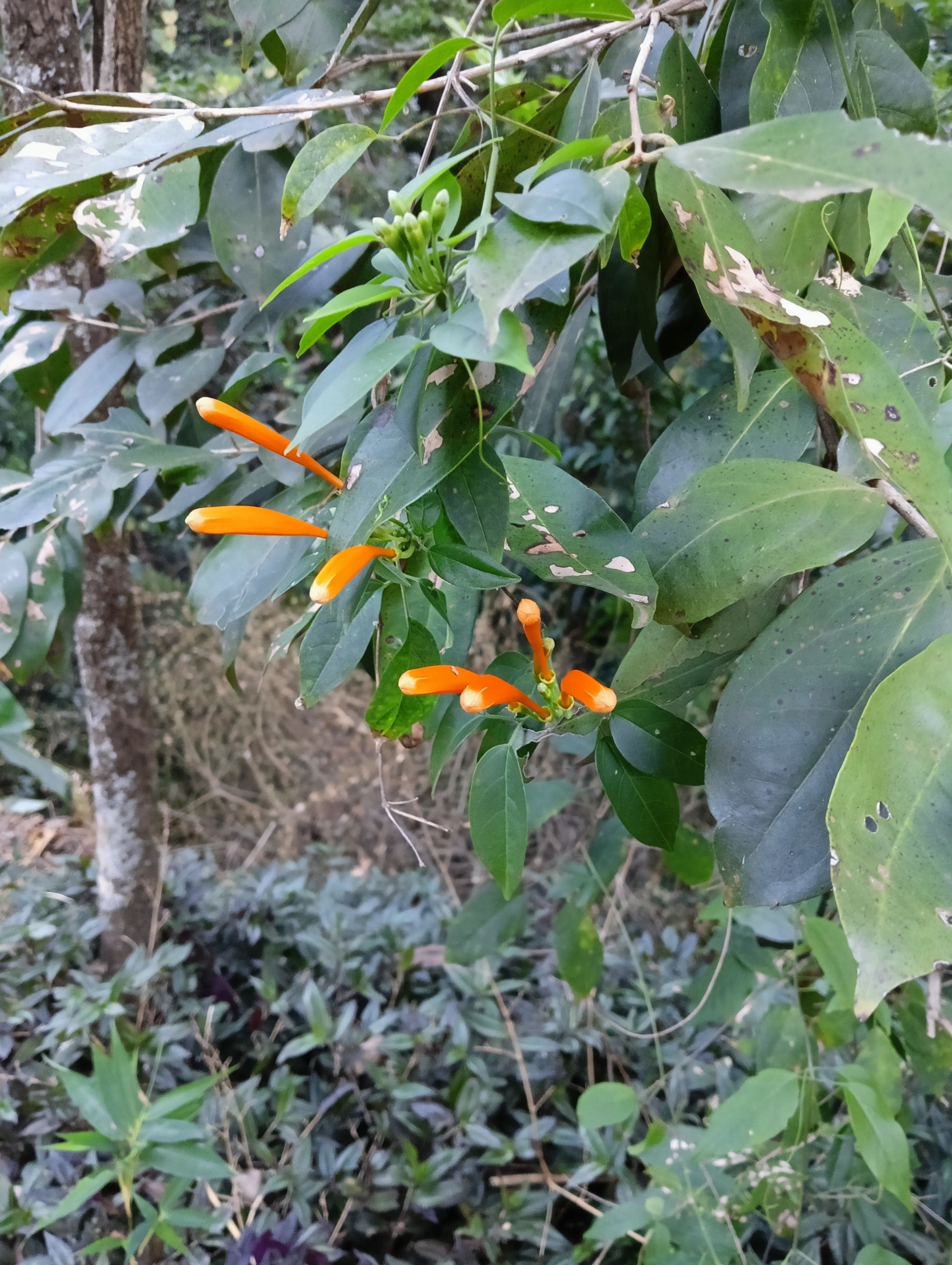 Pyrostegia venusta