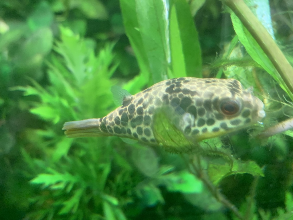 Spotted Congo puffer (Tetraodon schoutedeni) — Tetraodontidae