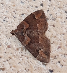 Catarhoe basochesiata